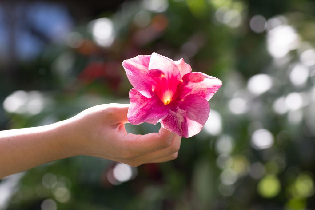 Lumeria Maui, Educational Retreat Center Makawao Εξωτερικό φωτογραφία